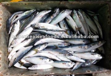Frozen fish Pacific mackerel