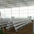 NFT Hydroponic Growing Gully voor Greenhouse