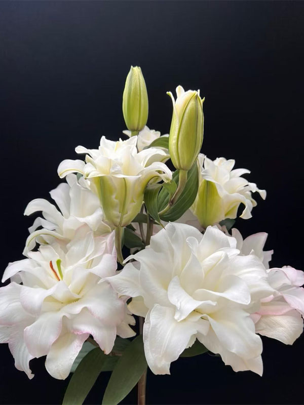 Ice Beauty double lily3