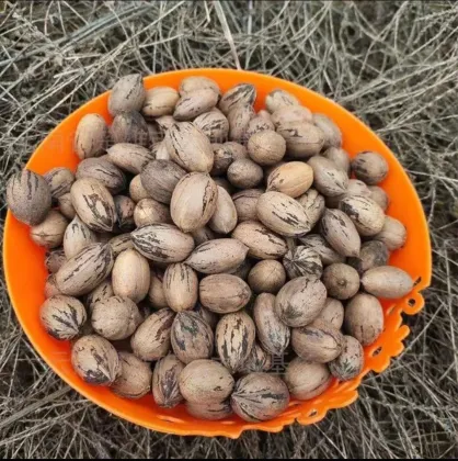 Roasted Pecan Pieces for Healthy Snacking