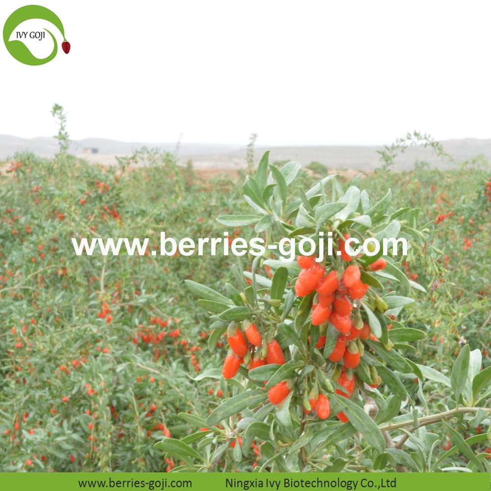 Goji berry