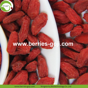 Venta al por mayor Super Food Dried Berry Goji