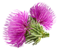 Susu thistle ekstrak serbuk silibinin CAS 65666-07-1