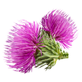 Milk Thistle Extract Silibinin Powder CAS: 65666-07-1