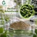 Ingrediente microbiano probiótico Bacillus Licheniformis