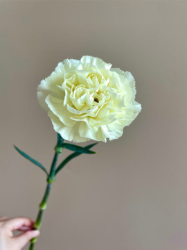Cream Single headed Carnation