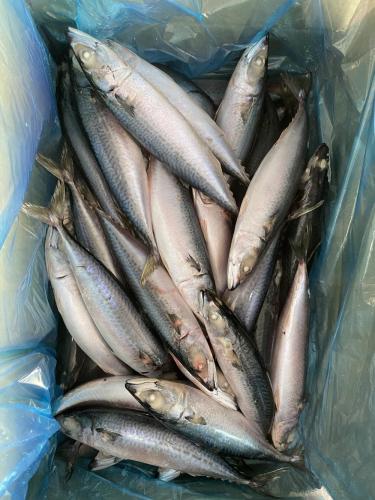 Wysokiej jakości chińska mackerela