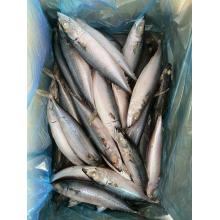 High Quality Chinese Frozen Mackerel