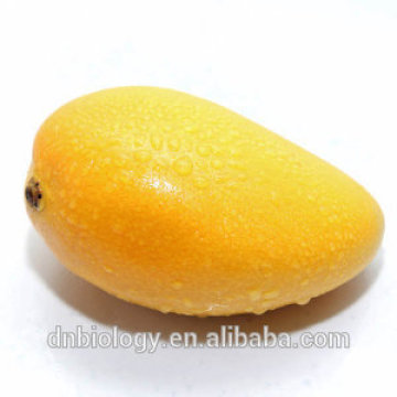 Natural Mangifera indica extract/Mango Extract Powder/natural mango fruit extract