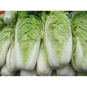 Hi-Q Fresh Chinese Cabbage