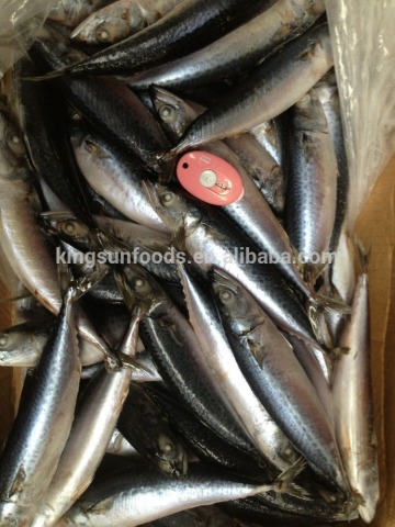 Pacific Mackerel ( indian, horse. atlantic, pacific mackerel )