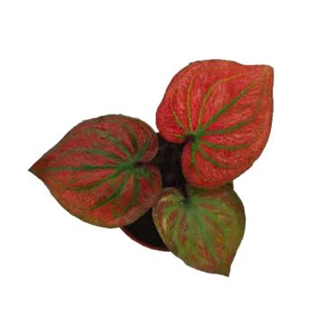 good quality caladium c99