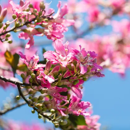 Wholesale lithospermum officinale extract