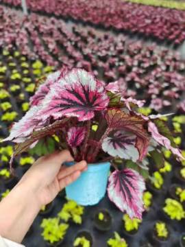 begonia 6 with low price