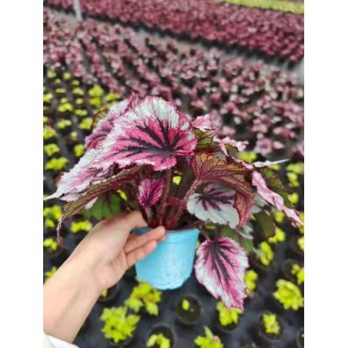 Begonia 6 với giá thấp