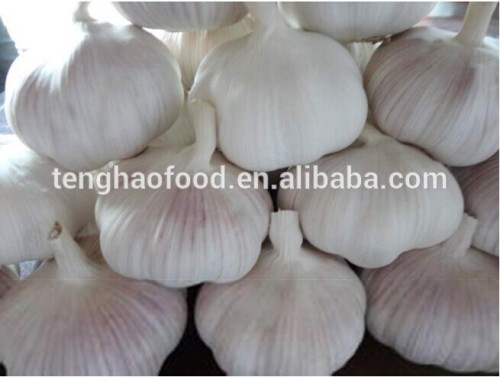 2014 new crop ,fresh nomal white garlic