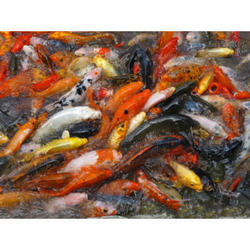 Dicalcium Phosphate For Animal Tricalcium Phosphate TCP 18 White Powder Factory