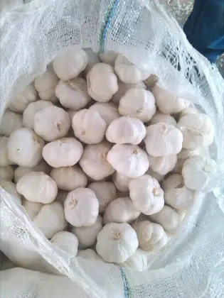 Real orgin jinxiang fresh garlic