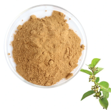 Best price pure natural gymnema sylvestre extract