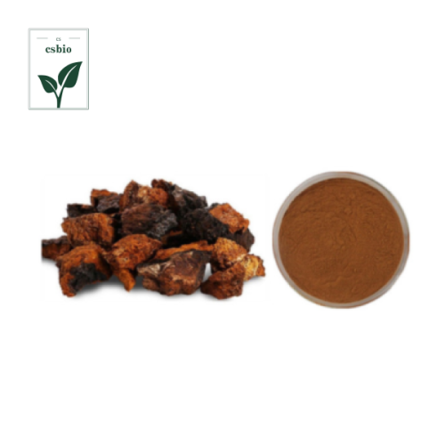 Mushrooms Extract of Chaga Mushroom Extract Powder