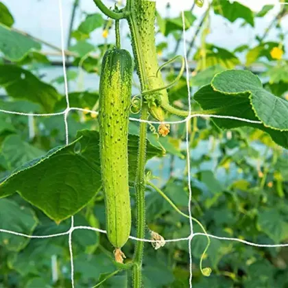 Environmental Beautification Plant Climbing Net