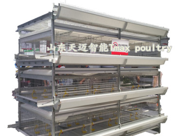 H Type Chicken Poultry Equipment