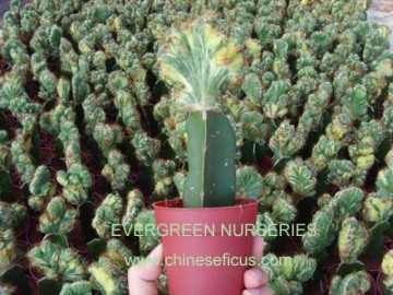 cereus sp.f.monstrosus