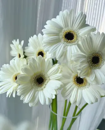 Standard white chrysanthemum YiLi Gerbera