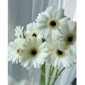 স্ট্যান্ডার্ড সাদা চন্দ্রমল্লিকা YiLi Gerbera