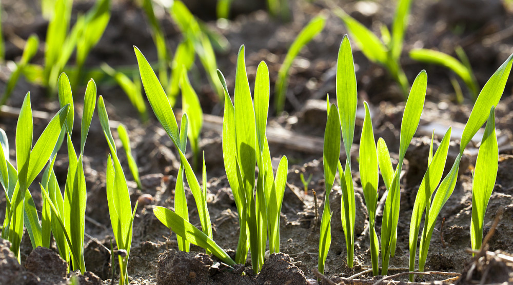 corn plant corn plant