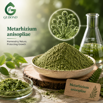 Metarhizium Anisopliae Powder Biological Control Fungus