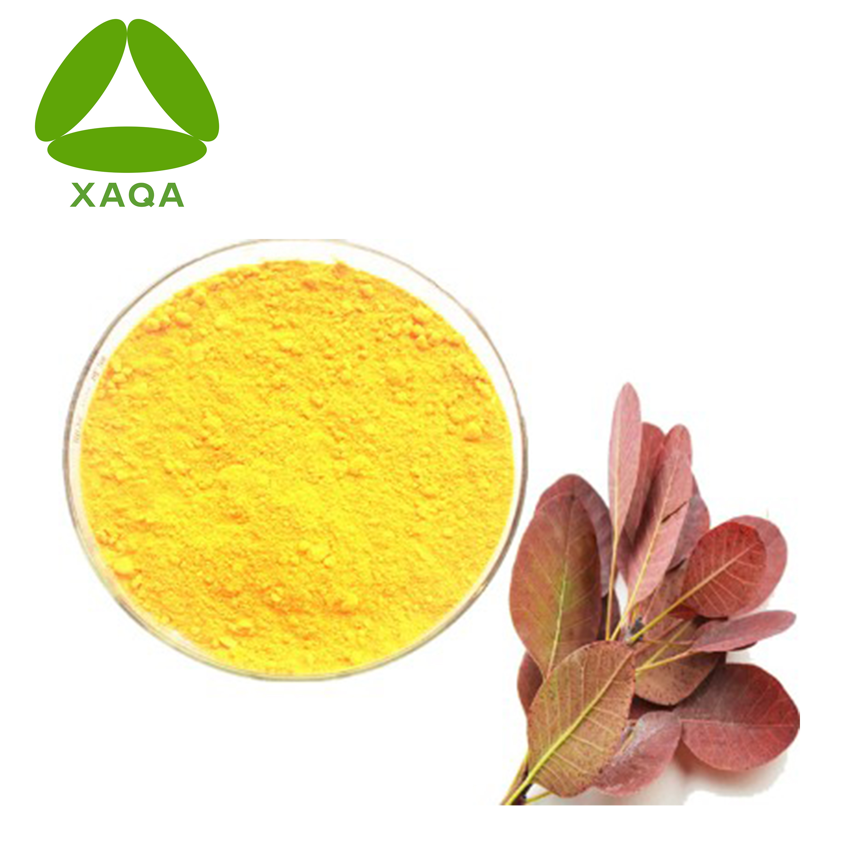 Smoke Tree Extract Powder Fisetin 98% Powder