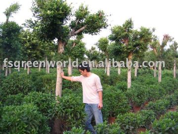 Ficus Nitida good quality farm