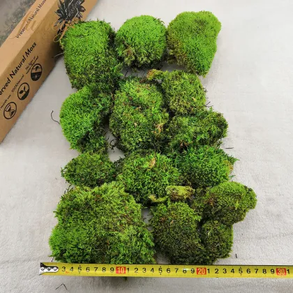 Wild Forest Lichen Moss for House Decoration