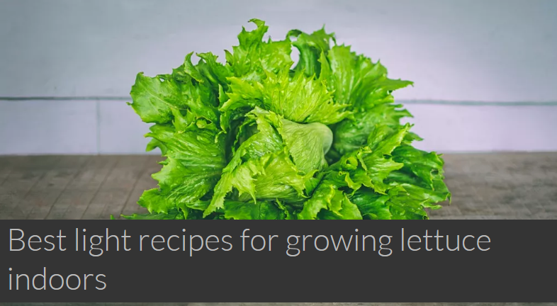 Best led grow light recipes for growing lettuce indoors