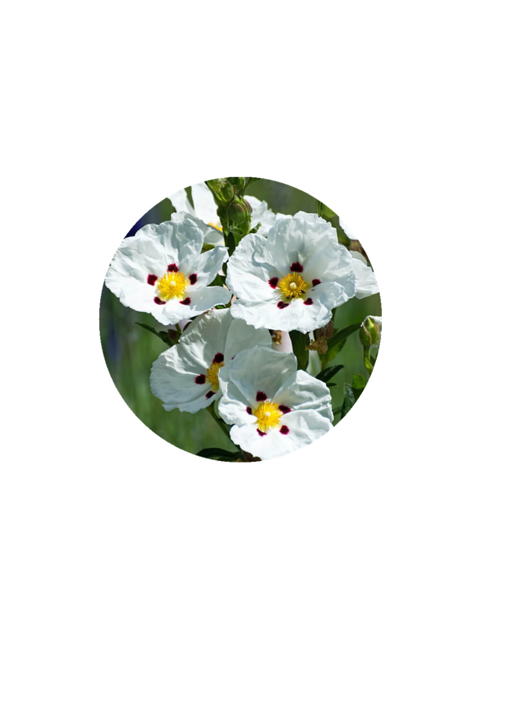 Cistus Essential Oils Rock Rose