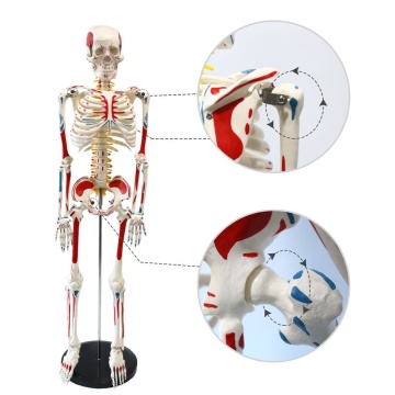 Medical Human Anatomy Model with Painted Muscles, Spinal Nerve Roots, and Carotid Artery for Sale