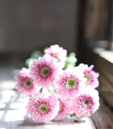 Fan Yan spray chrysanthemum