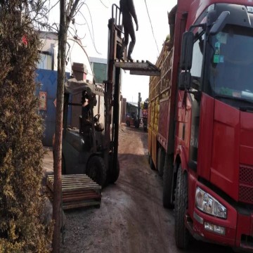 Óxido de ferro preto para colorir pavimento de concreto