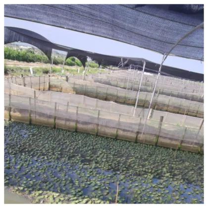 Bullfrog Breeding Purse Seine Techniques