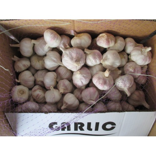 Exportieren Sie Standard Fresh Normal Garlic 2020