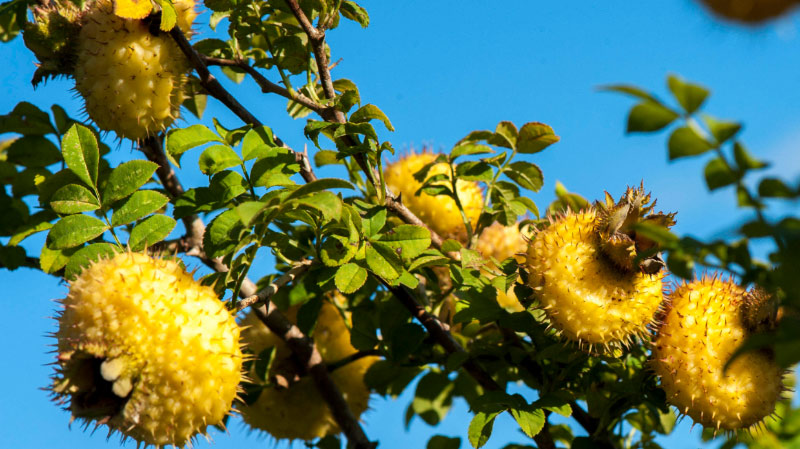 Prickly-pear-powder2