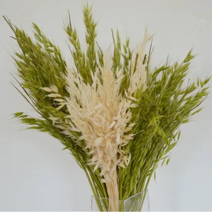 2024 Popular Eco-friendly Dried Oats Flowers for DIY Projects
