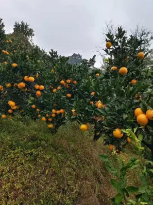 new crop fresh robert orange