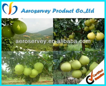 pomelo citrus