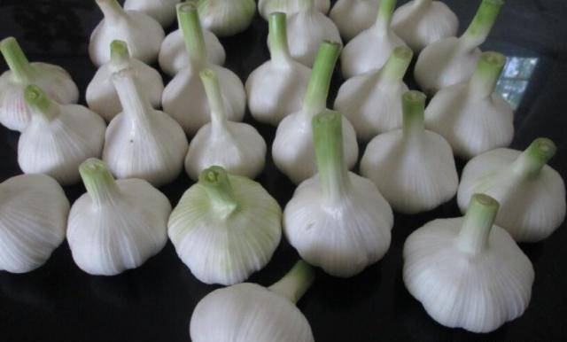 100% nature garlic