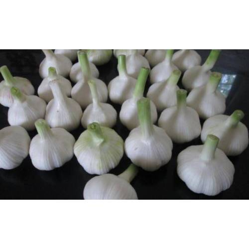 Natürliches frisches Gemüse aus reinem weißem Knoblauch