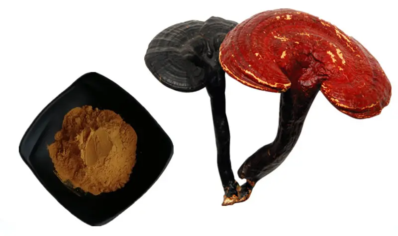 ganoderma lucidum extract