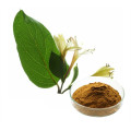 Honeysuckle Extract Honeysuckle Powder