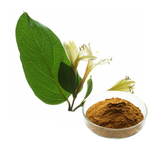 Honeysuckle Extract Honeysuckle Powder